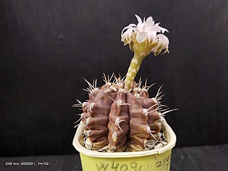 Нажмите на изображение для увеличения.

Название:	Gymnocalycium pseudo-malacocarpus 2.005.jpg
Просмотров:	648
Размер:	121.5 Кб
ID:	514422