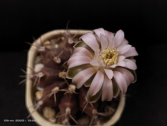 Нажмите на изображение для увеличения.

Название:	Gymnocalycium pseudo-malacocarpus 2.006.jpg
Просмотров:	640
Размер:	90.9 Кб
ID:	514423