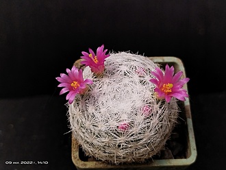 Нажмите на изображение для увеличения.

Название:	Mammillaria humboldtii 2.005.jpg
Просмотров:	669
Размер:	143.1 Кб
ID:	514424