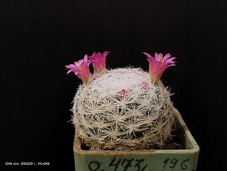 Нажмите на изображение для увеличения.

Название:	Mammillaria humboldtii 2.004.jpg
Просмотров:	662
Размер:	119.5 Кб
ID:	514425