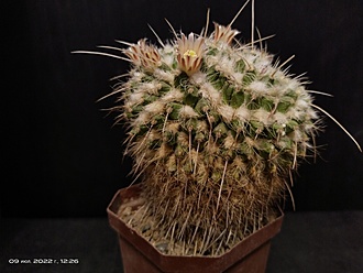 Нажмите на изображение для увеличения.

Название:	Mammillaria nejapensis 1.002.jpg
Просмотров:	692
Размер:	157.0 Кб
ID:	514427