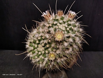 Нажмите на изображение для увеличения.

Название:	Mammillaria nejapensis 1.003.jpg
Просмотров:	660
Размер:	168.7 Кб
ID:	514428