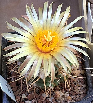 Нажмите на изображение для увеличения.

Название:	Coryphantha bumamma .jpg
Просмотров:	630
Размер:	256.5 Кб
ID:	514437