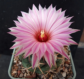 Нажмите на изображение для увеличения.

Название:	Coryphantha elephantidens.jpg
Просмотров:	585
Размер:	176.6 Кб
ID:	514476