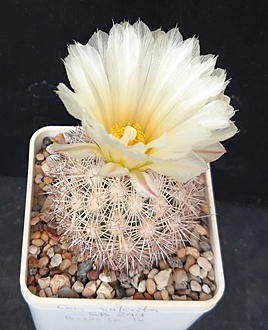 Нажмите на изображение для увеличения.

Название:	Coryphantha echinus SB249.jpg
Просмотров:	582
Размер:	180.6 Кб
ID:	514477