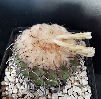 Нажмите на изображение для увеличения.

Название:	Discocactus latispinus HU 640..jpg
Просмотров:	419
Размер:	217.6 Кб
ID:	514643
