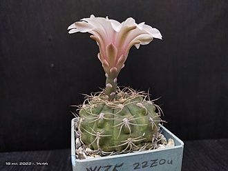 Нажмите на изображение для увеличения.

Название:	Gymnocalycium spec 035 1.006.jpg
Просмотров:	508
Размер:	114.9 Кб
ID:	514682