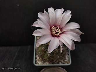 Нажмите на изображение для увеличения.

Название:	Gymnocalycium spec 035 1.007.jpg
Просмотров:	510
Размер:	112.5 Кб
ID:	514683