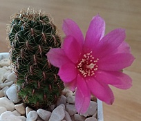 Нажмите на изображение для увеличения.

Название:	Sulcorebutia naunacaensis VZ-205.jpg
Просмотров:	976
Размер:	175.8 Кб
ID:	514718