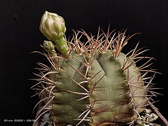 Нажмите на изображение для увеличения.  Название:	Gymnocalycium griseo-palidum 1.001.jpg Просмотров:	0 Размер:	154.2 Кб ID:	514825