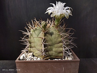 Нажмите на изображение для увеличения.  Название:	Gymnocalycium griseo-palidum 1.005.jpg Просмотров:	0 Размер:	147.5 Кб ID:	514826