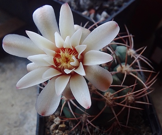 Нажмите на изображение для увеличения.

Название:	Gymnocalycium ambatoense, South form, fort Sierro Ambato, P 29 .jpg
Просмотров:	329
Размер:	144.6 Кб
ID:	514855