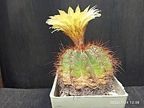 Нажмите на изображение для увеличения.

Название:	Notocactus megapotamicus 1.005.jpg
Просмотров:	1263
Размер:	171.8 Кб
ID:	514870