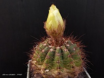 Нажмите на изображение для увеличения.

Название:	Notocactus megapotamicus 1.001a.jpg
Просмотров:	1271
Размер:	128.7 Кб
ID:	514869