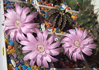 Нажмите на изображение для увеличения.

Название:	Gymnocalycium damsii evae boosii STO 1711.jpg
Просмотров:	474
Размер:	199.3 Кб
ID:	514899