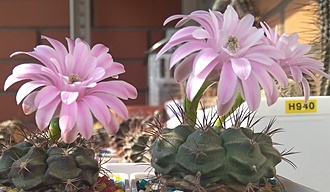 Нажмите на изображение для увеличения.

Название:	IMG_20220723_165430.jpg
Просмотров:	494
Размер:	137.4 Кб
ID:	514902