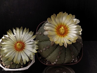 Нажмите на изображение для увеличения.

Название:	Astrophytum asterias fa.nudum 2&amp;3.003.jpg
Просмотров:	471
Размер:	120.2 Кб
ID:	514935