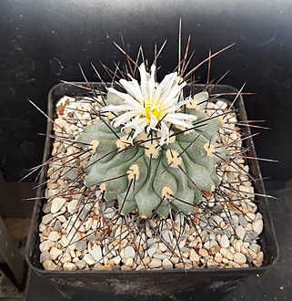 Нажмите на изображение для увеличения.

Название:	Thelocactus rinconensis subsp. rinconensis. CH342.jpg
Просмотров:	440
Размер:	258.4 Кб
ID:	514949