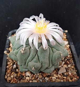 Нажмите на изображение для увеличения.

Название:	Thelocactus rinconensis v phymatothelos Arteaga, Coahuila.jpg
Просмотров:	443
Размер:	192.0 Кб
ID:	514950
