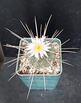 Нажмите на изображение для увеличения.

Название:	Thelocactus multicephalus f.nova RUS 472.jpg
Просмотров:	442
Размер:	190.7 Кб
ID:	514951