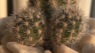 Нажмите на изображение для увеличения.

Название:	Pygmaeocereus akersii 4.jpg
Просмотров:	804
Размер:	161.6 Кб
ID:	514983