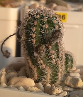 Нажмите на изображение для увеличения.

Название:	Pygmaeocereus akersii 1.jpg
Просмотров:	805
Размер:	202.3 Кб
ID:	514985