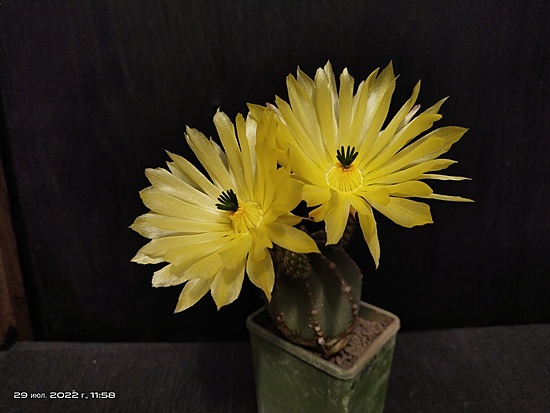 Нажмите на изображение для увеличения.

Название:	Echinocereus subinermus v.luteus 2.005.jpg
Просмотров:	417
Размер:	116.3 Кб
ID:	515196
