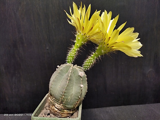 Нажмите на изображение для увеличения.

Название:	Echinocereus subinermus v.luteus 2.004.jpg
Просмотров:	416
Размер:	145.2 Кб
ID:	515197
