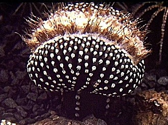Нажмите на изображение для увеличения.

Название:	Discocactus horstii кристата.jpg
Просмотров:	422
Размер:	99.7 Кб
ID:	515204