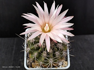 Нажмите на изображение для увеличения.  Название:	Horridocactus pulchellus 2.005.jpg Просмотров:	0 Размер:	135.2 Кб ID:	539330