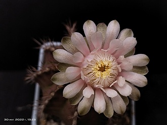 Нажмите на изображение для увеличения.

Название:	Gymnocalycium mihanovichii v.melocactiforme 3.005.jpg
Просмотров:	363
Размер:	101.9 Кб
ID:	515243