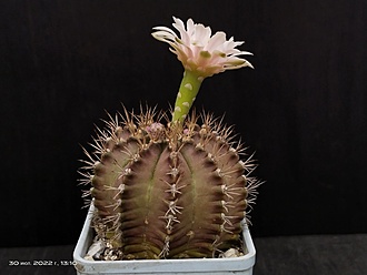 Нажмите на изображение для увеличения.

Название:	Gymnocalycium mihanovichii v.melocactiforme 3.004.jpg
Просмотров:	369
Размер:	119.4 Кб
ID:	515244