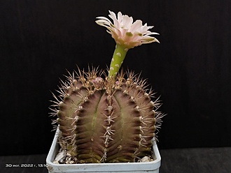 Нажмите на изображение для увеличения.

Название:	Gymnocalycium mihanovichii v.melocactiforme 3.004.jpg
Просмотров:	330
Размер:	119.4 Кб
ID:	515244