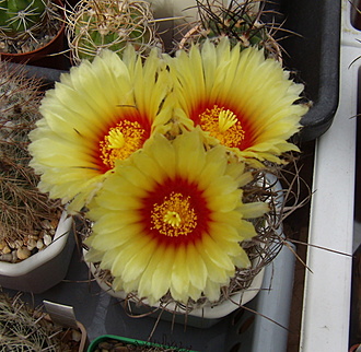 Нажмите на изображение для увеличения.

Название:	Astrophytum capricorne3.jpg
Просмотров:	377
Размер:	221.5 Кб
ID:	515264