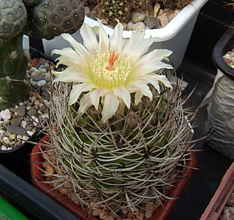Нажмите на изображение для увеличения.

Название:	Pyrrhocactus eriosyzoidez v. domeykoensis4.jpg
Просмотров:	352
Размер:	235.3 Кб
ID:	515273