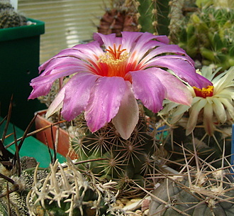 Нажмите на изображение для увеличения.

Название:	Thelocactus bicolor v. schwarzii1.jpg
Просмотров:	312
Размер:	220.4 Кб
ID:	515274