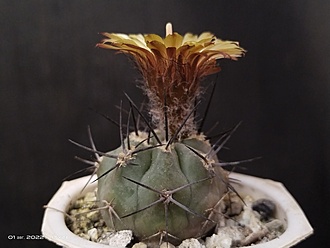 Нажмите на изображение для увеличения.

Название:	Pyrrhocactus villicumensis SAR 11694 002.jpg
Просмотров:	888
Размер:	117.9 Кб
ID:	515334