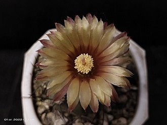 Нажмите на изображение для увеличения.

Название:	Pyrrhocactus villicumensis SAR 11694 003.jpg
Просмотров:	806
Размер:	107.5 Кб
ID:	515335