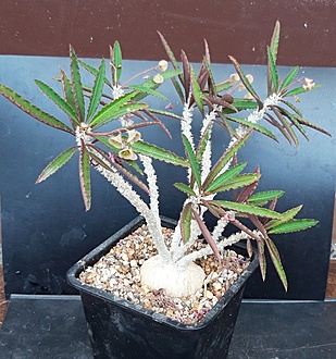 Нажмите на изображение для увеличения.

Название:	Euphorbia suzannae-marnierae.jpg
Просмотров:	326
Размер:	260.0 Кб
ID:	515326