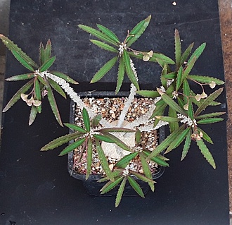 Нажмите на изображение для увеличения.

Название:	Euphorbia suzannae-marnierae ..jpg
Просмотров:	307
Размер:	239.1 Кб
ID:	515327