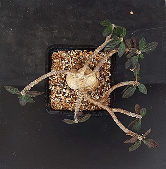 Нажмите на изображение для увеличения.

Название:	Euphorbia ambovombensis.jpg
Просмотров:	299
Размер:	225.5 Кб
ID:	515328