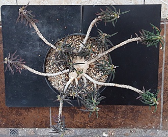 Нажмите на изображение для увеличения.

Название:	Euphorbia cylindrifolia.jpg
Просмотров:	289
Размер:	274.5 Кб
ID:	515329