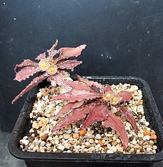 Нажмите на изображение для увеличения.

Название:	Euphorbia francoisii.jpg
Просмотров:	295
Размер:	258.4 Кб
ID:	515331