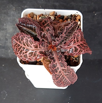 Нажмите на изображение для увеличения.

Название:	Euphorbia francoisii v.crassicaulis.jpg
Просмотров:	289
Размер:	225.9 Кб
ID:	515332