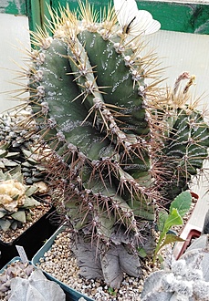 Нажмите на изображение для увеличения.

Название:	IMG_20220717_122228.jpg
Просмотров:	46
Размер:	293.9 Кб
ID:	542242