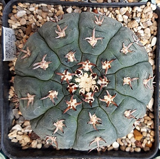 Нажмите на изображение для увеличения.

Название:	Gymnocalycium spegazzinii v. unguispinum SL 0044B.jpg
Просмотров:	1489
Размер:	304.6 Кб
ID:	515368