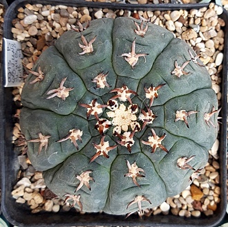 Нажмите на изображение для увеличения.

Название:	Gymnocalycium spegazzinii v. unguispinum SL 0044B.jpg
Просмотров:	1462
Размер:	304.6 Кб
ID:	515368