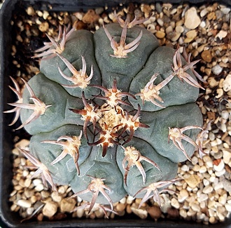 Нажмите на изображение для увеличения.

Название:	Gymnocalycium spegazzinii v. unguispinum SL 0044B-.jpg
Просмотров:	1450
Размер:	292.2 Кб
ID:	515369