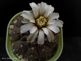 Нажмите на изображение для увеличения.

Название:	Gymnocalycium stellatum v.cinereum 3.007.jpg
Просмотров:	850
Размер:	93.5 Кб
ID:	515401