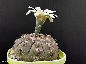 Нажмите на изображение для увеличения.

Название:	Gymnocalycium stellatum v.cinereum 3.006.jpg
Просмотров:	922
Размер:	126.5 Кб
ID:	515402
